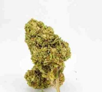 flor premium manga rosa skunk – 16% cbd
