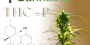thcp-thc-portugal