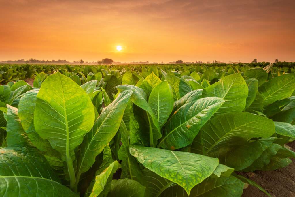 vecteezy view of tobacco plant in the field at sukhothai province 6036973