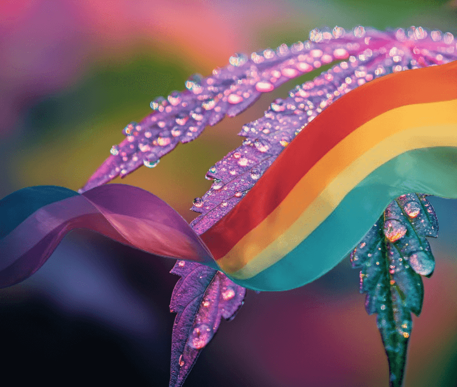 LGBTQIAPN+ e Cannabis: Uma História de Ativismo, Cuidado e Resiliência