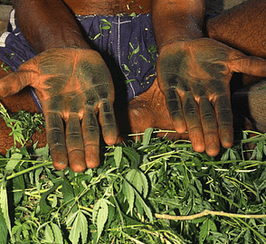 Cannabis Ancestral: Bhang, Creme De Malana E Outros Usos Tradicionais Pelo Mundo 4 malana-cream-thc