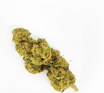 Origin Cali Haze CANHAMO INDUSTRIAL – Cultivo indoor | Qualidade Premium