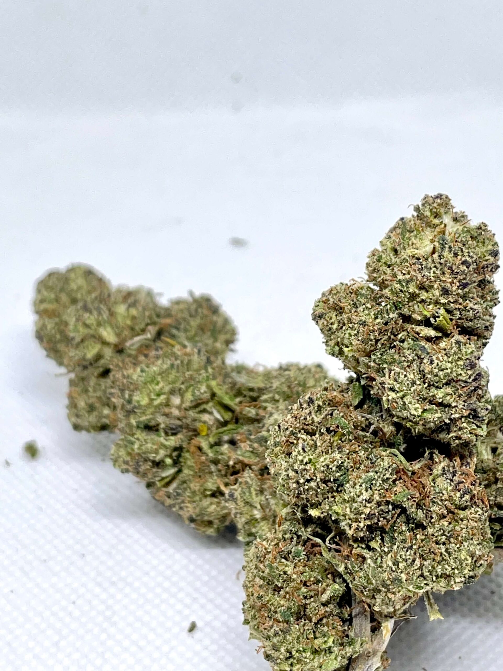 Purple Gelato CANHAMO – Premium Indoor | Coleção Especial Kaya