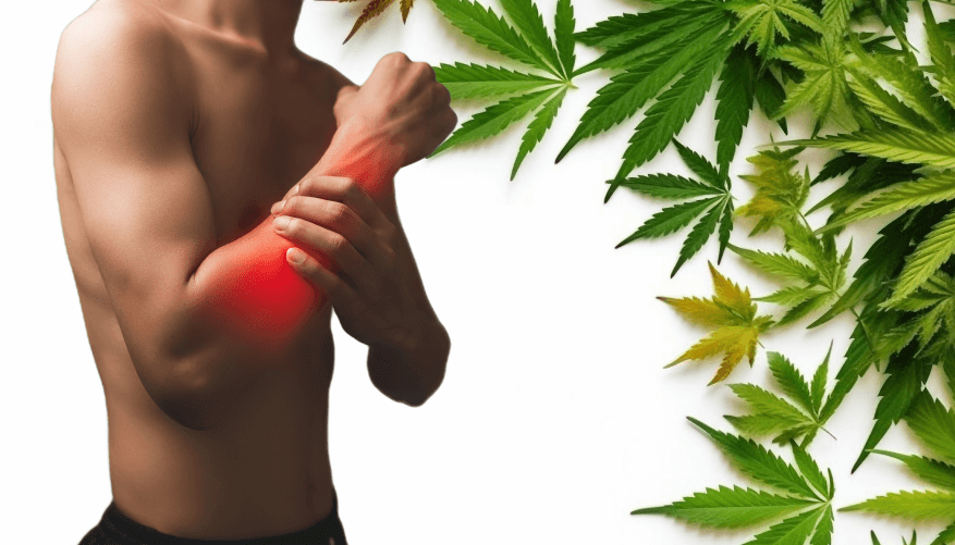 CBD e a Recuperação Muscular: Um Aliado para Atletas e Entusiastas do Exercício