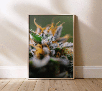 Quadro Canábis | Macro Kaya