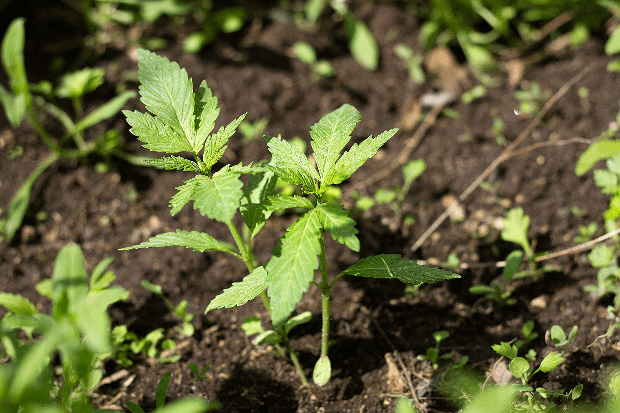 República Checa: Um Novo Capítulo na Legalização da Canábis na Europa.