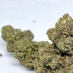 Purple Gelato CANHAMO – Premium Indoor