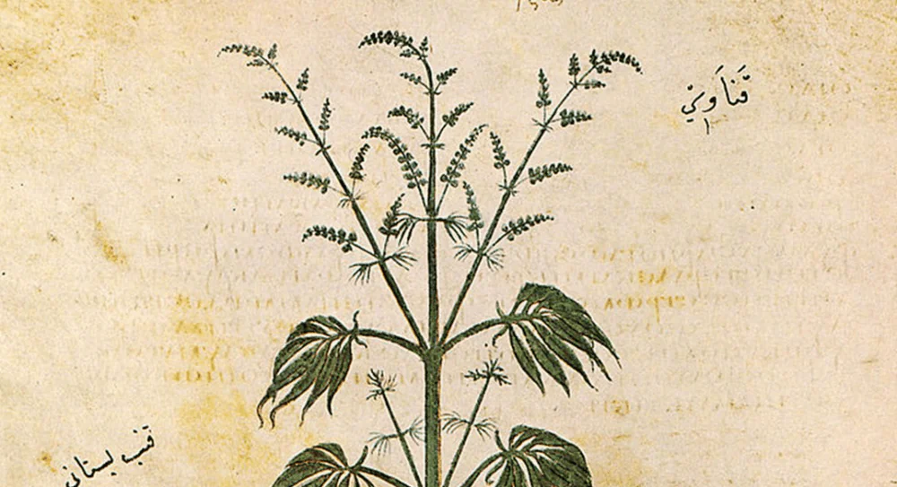 canabis ancestral